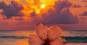 caption-about-flowers