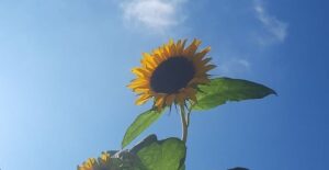captions-for-nature-beauty